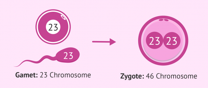 Imagen: Chromosome Gamete Zygote