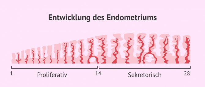 Imagen: Wie sich das Endometrium aufbaut