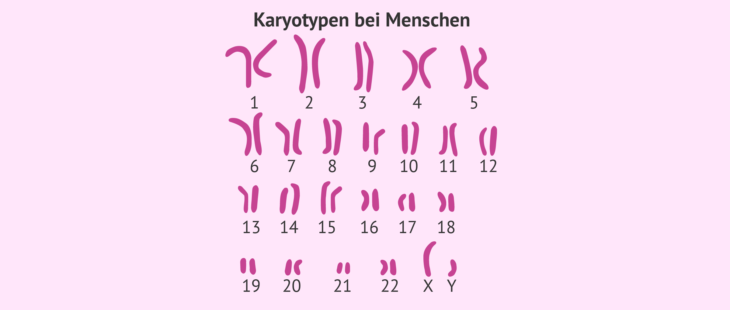 Karyotypen bei Menschen