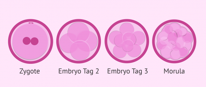 Imagen: Frühes Entwicklungsstadium des Embryos