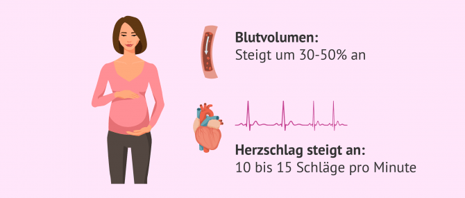 Imagen: Veränderungen im Herz- Kreislauf-System während der Schwangerschaft