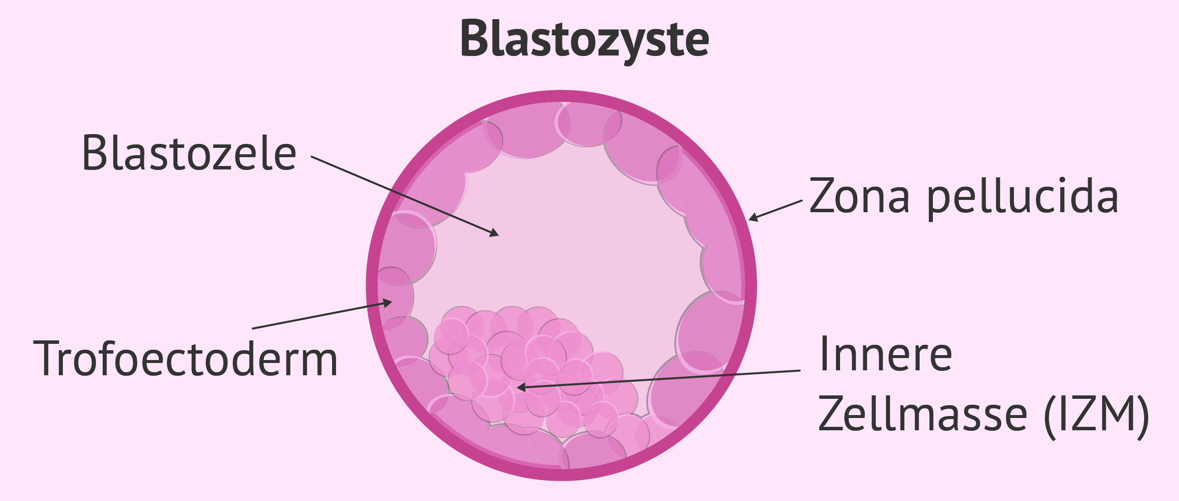 Embryostadium: Blastozyste