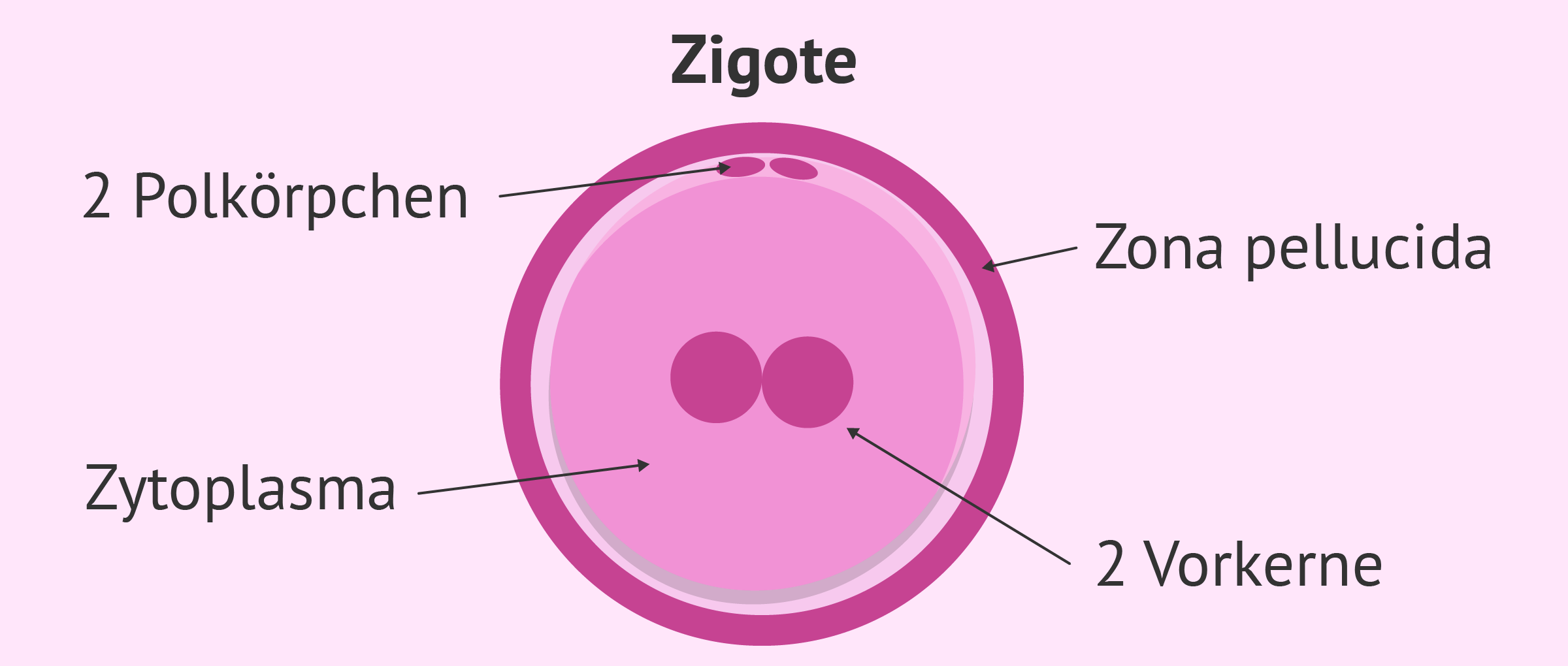 Embryostadium: Zygote
