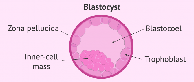 Imagen: Blastocyst