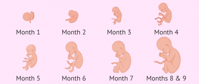 Imagen: Embryo development