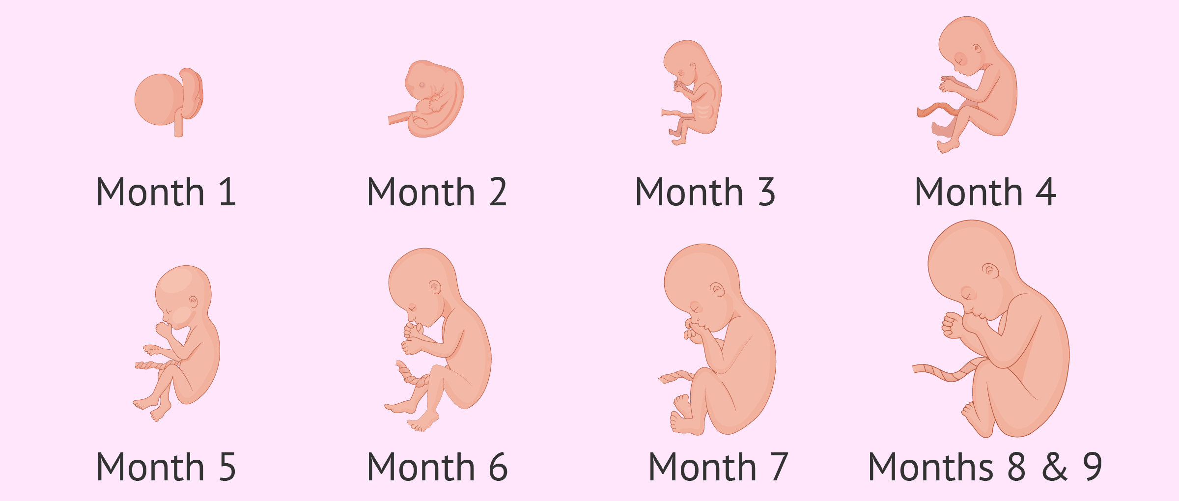 Embryo Development 5 Month Fetus Pregnancy And Motherhood Isolated Icon