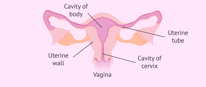 Labelled picture of a healthy uterus