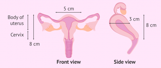 Normal size of the uterus