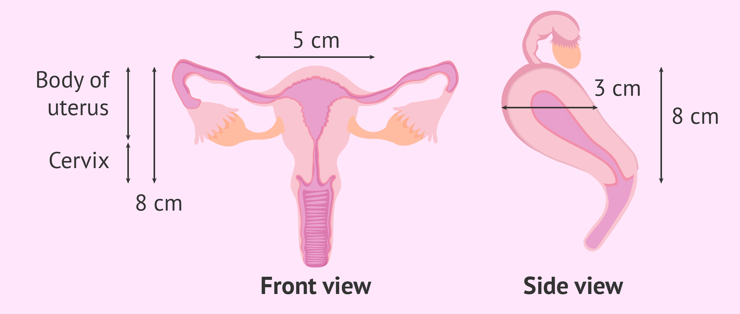 What Is The Size Of A Normal Uterus In Centimeters