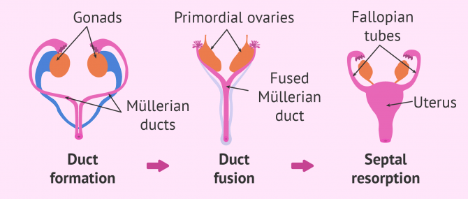 Development of female sex organs