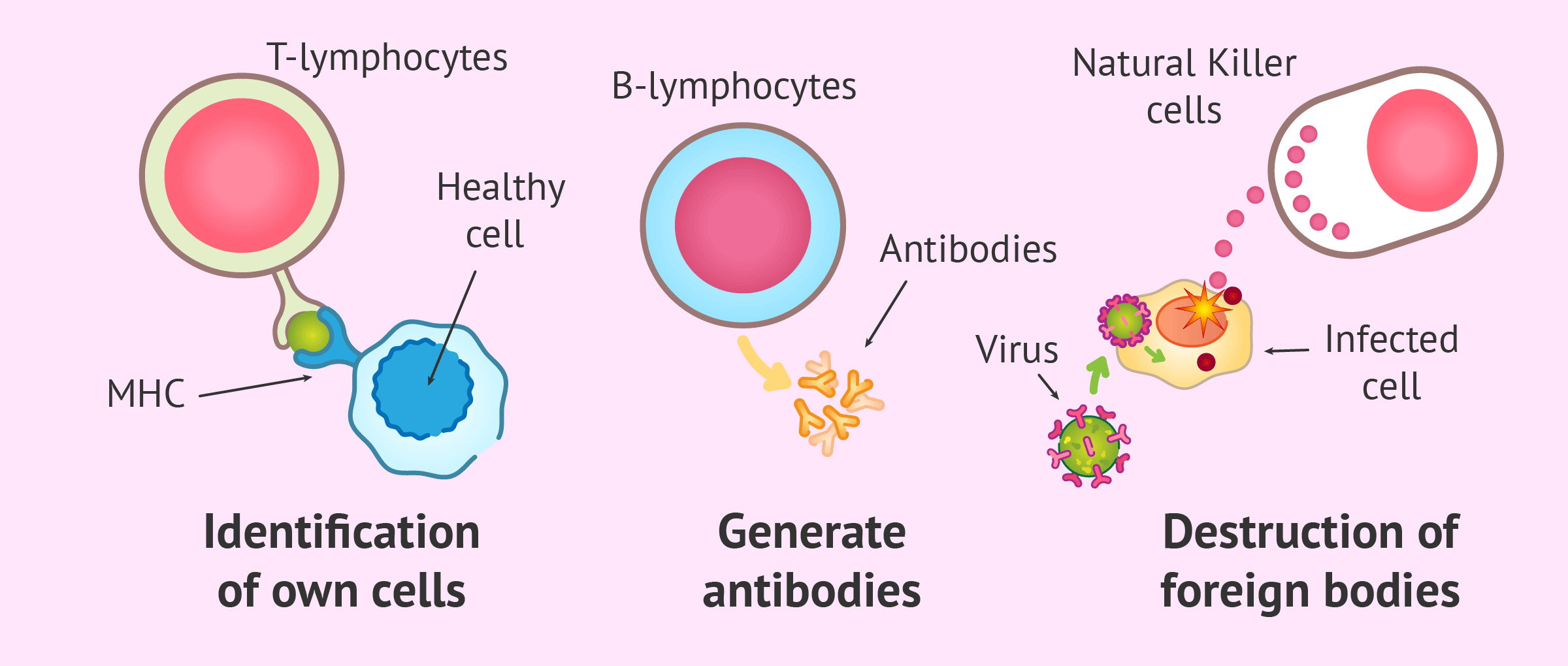 Functioning of the immune system