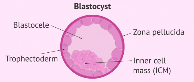 Imagen: blastocyst