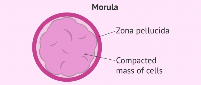 Imagen: compacted morula