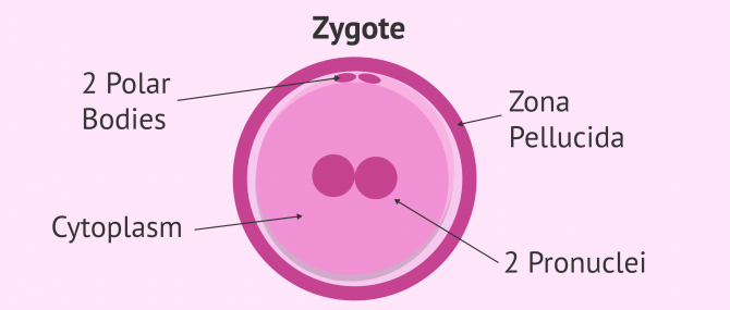 Imagen: Structure of Zygote