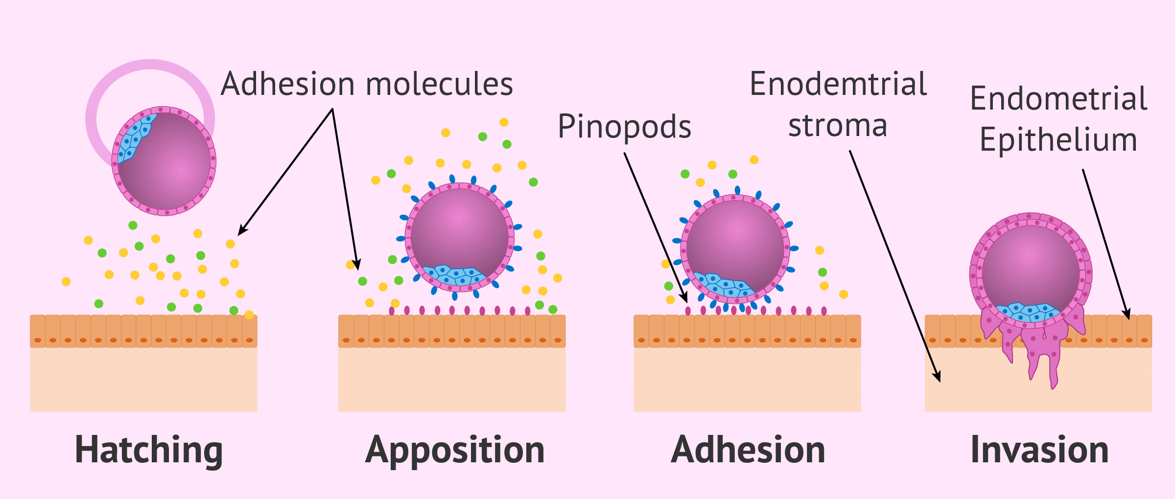 Phases in embryo implantation