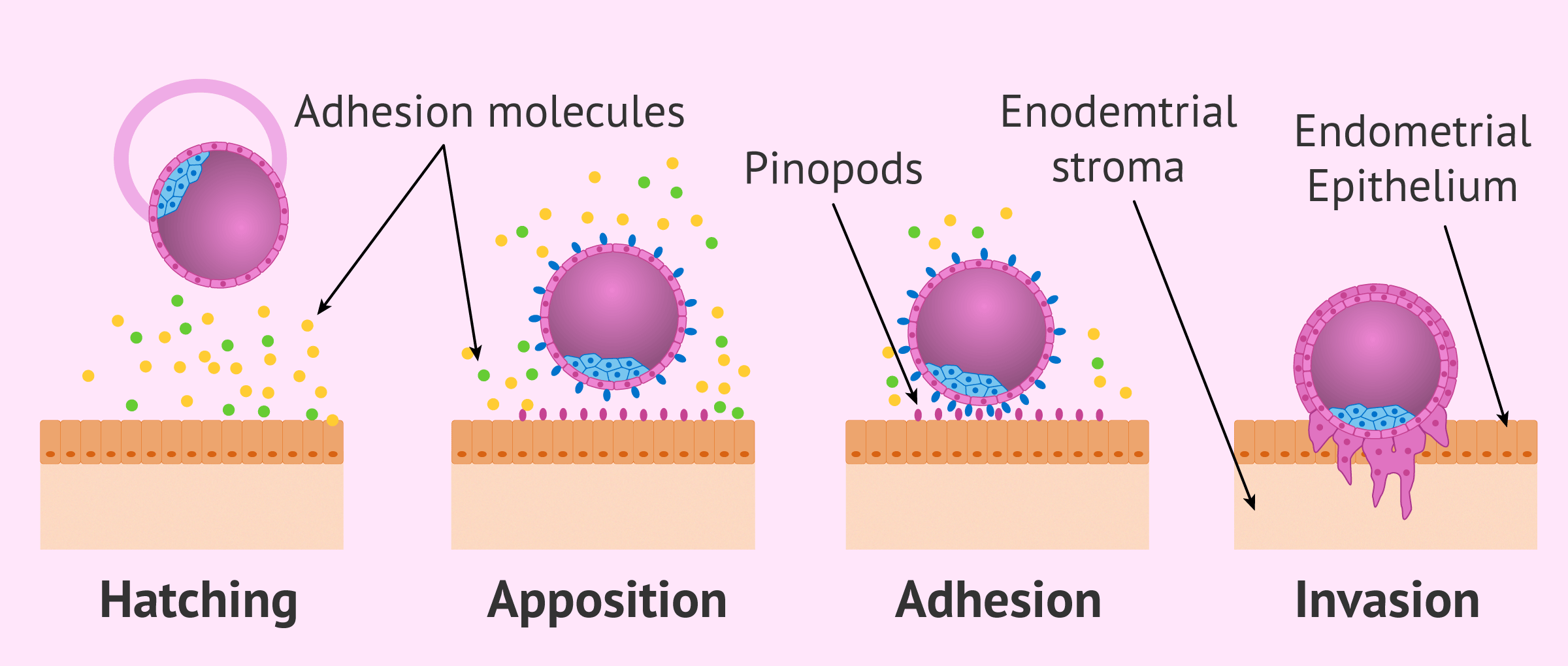 implantation of embryo in uterus