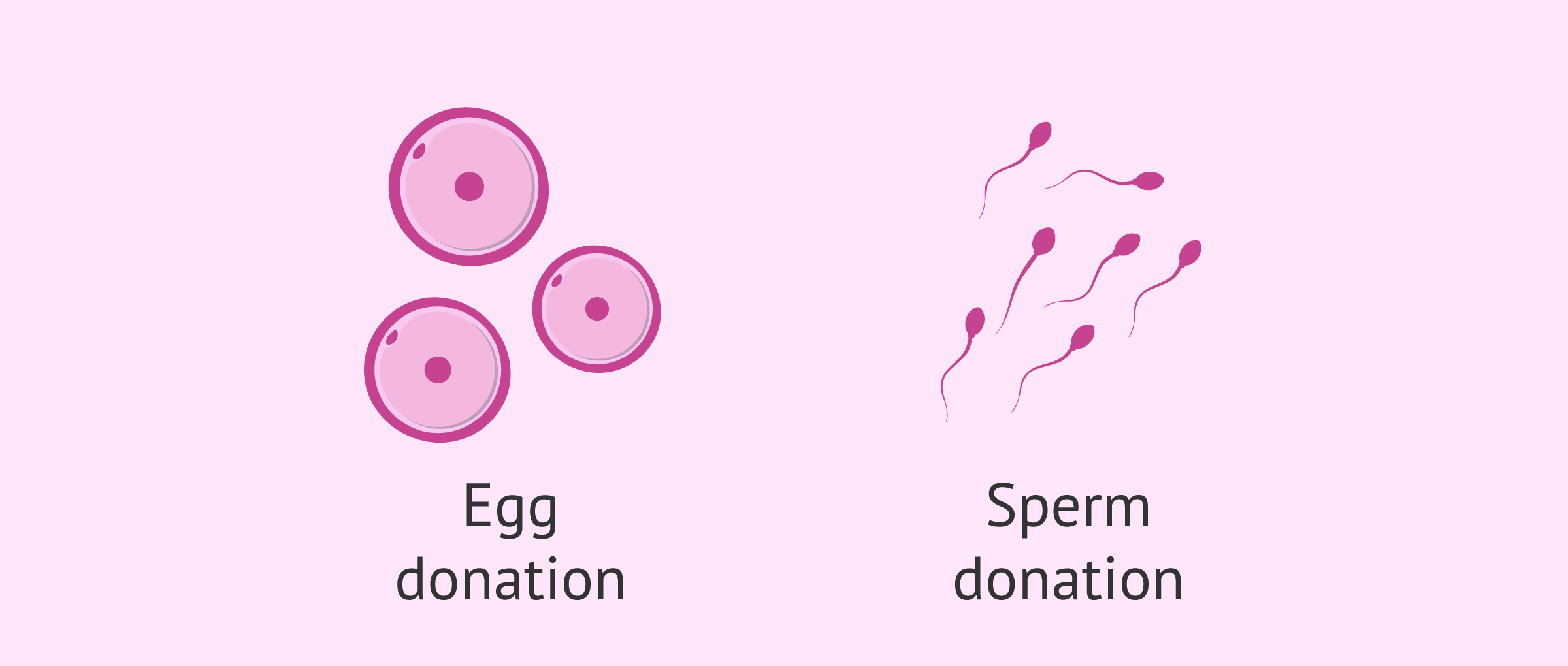 Gamete donation: Egg and Sperm