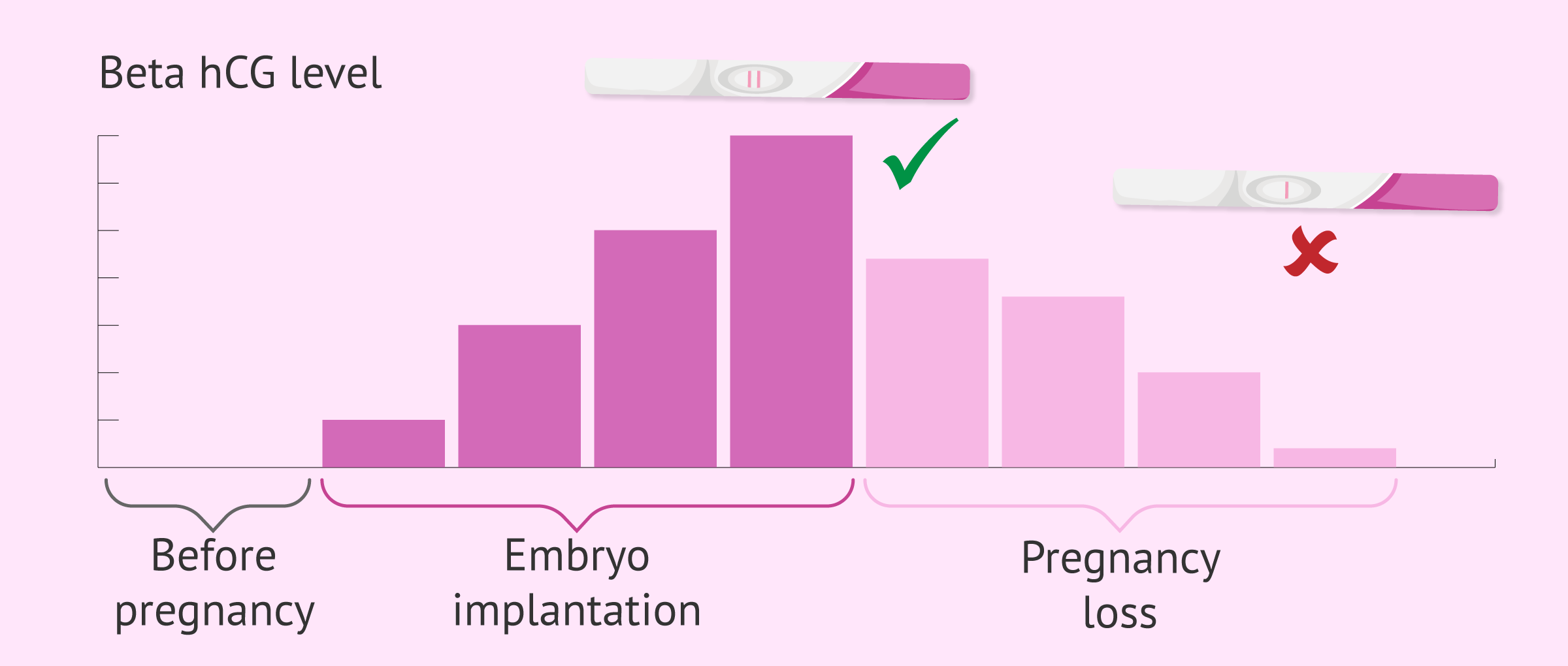 embryo-implants-but-stops-developing