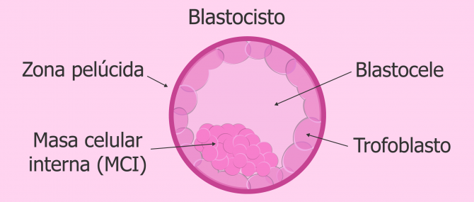 Embrión en estadio de blastocisto