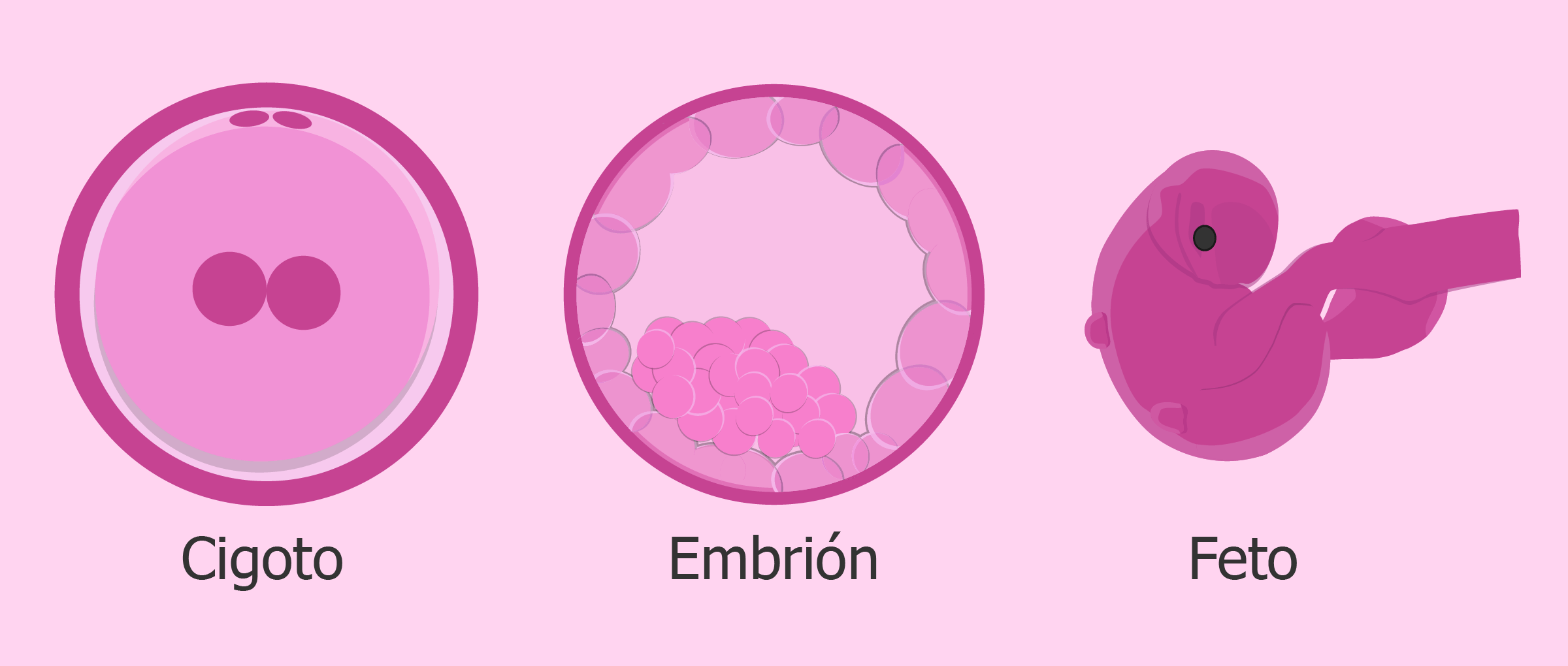 Cigoto, embrión y feto: ¿cuál es la diferencia?