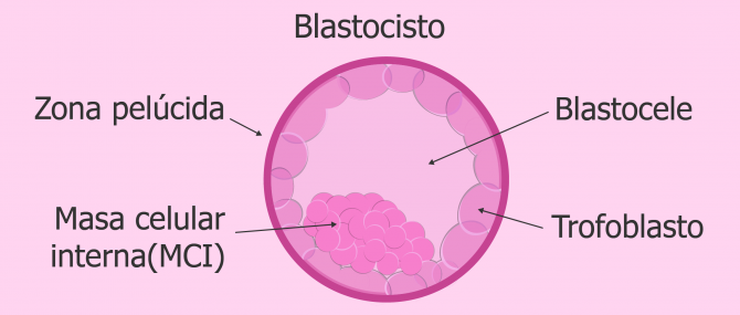 Conceptos de biología de la reproducción