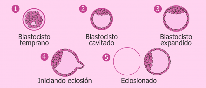 Blastocisto