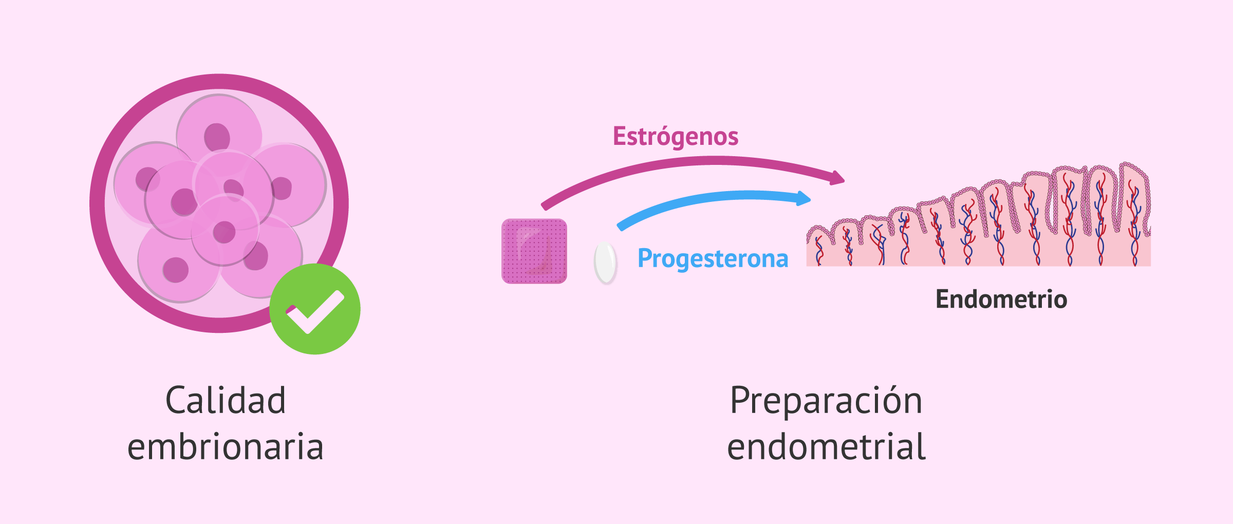 Factores que influyen en la implantación embrionaria