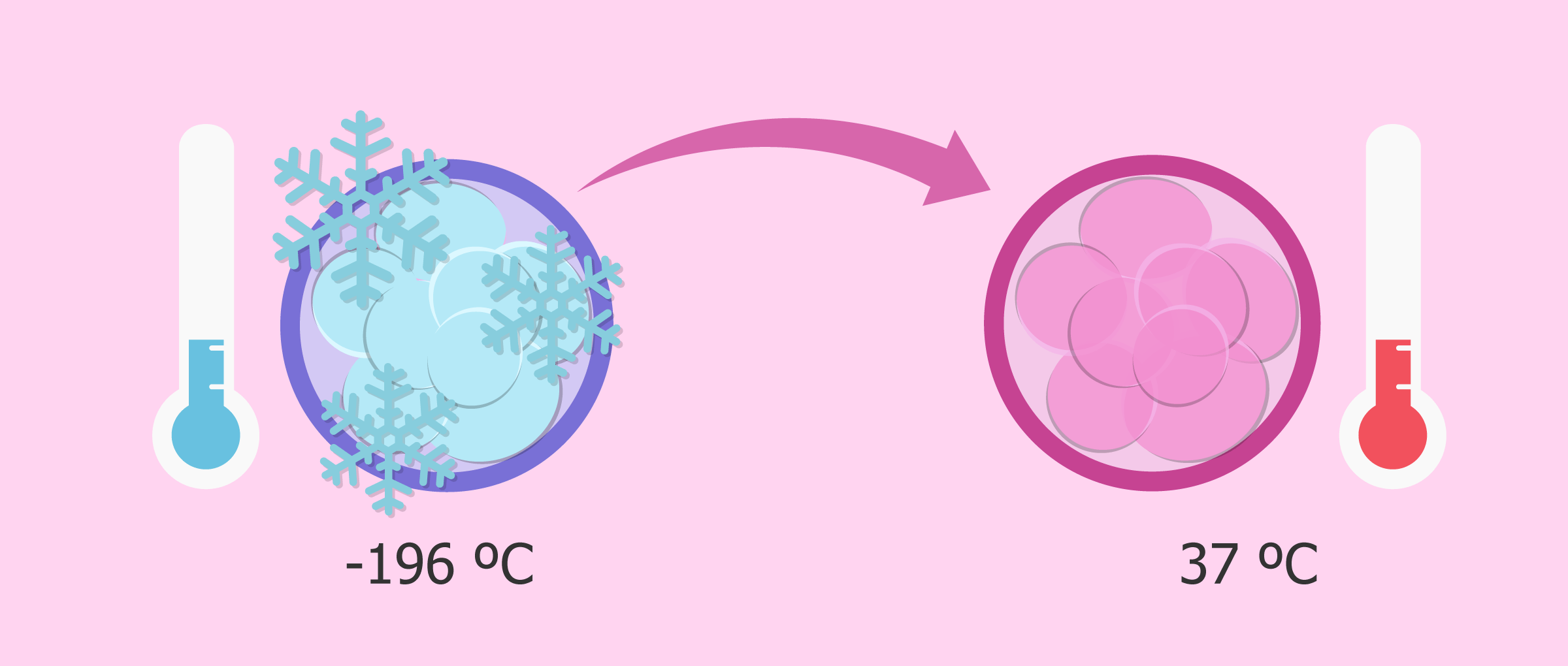 Descongelación de los embriones para transferir