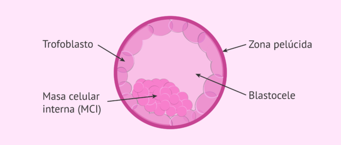 Estructura del embrión en estadio de blastocisto