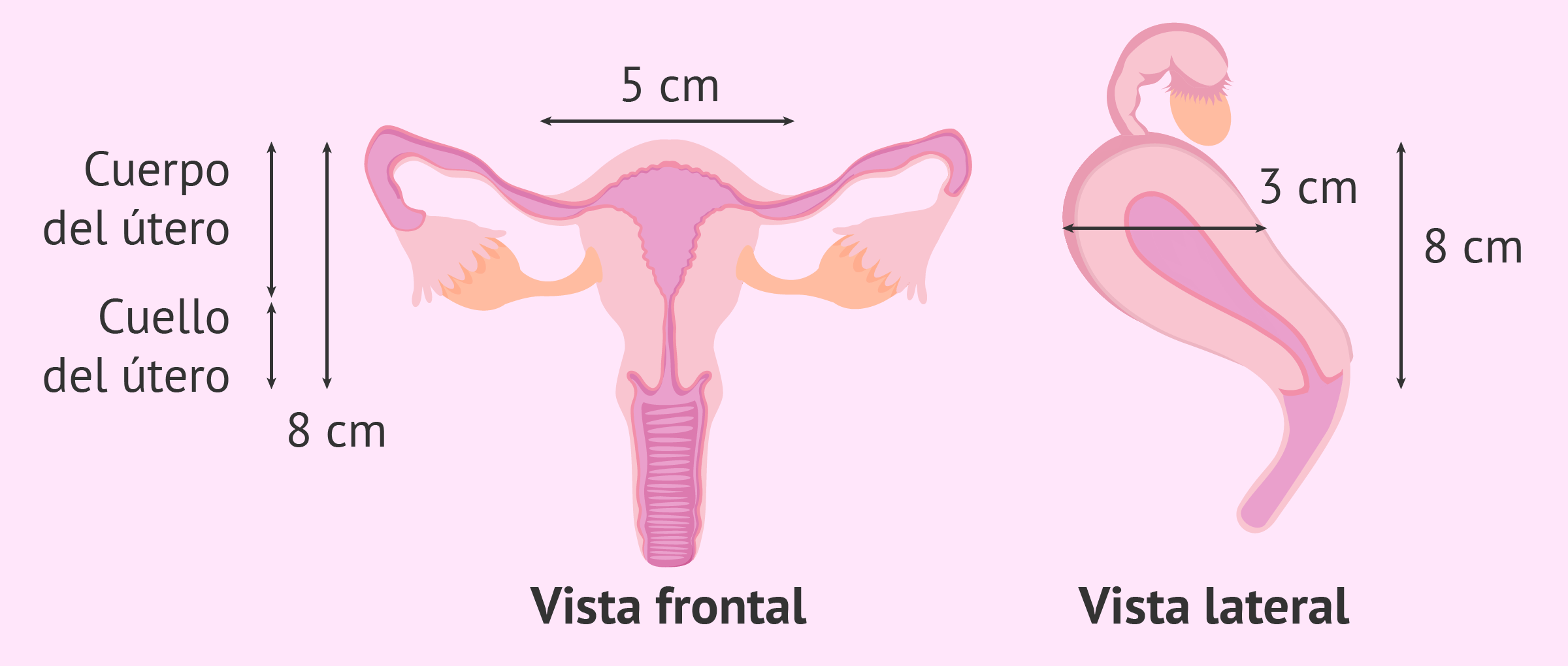 Medidas del útero normal