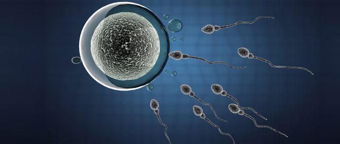 Imagen: FIV avec ses propres ovules