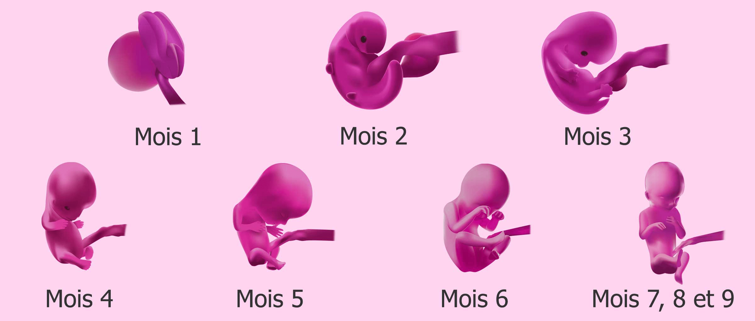 Évolution de la grossesse mois par mois