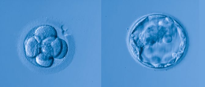 Embryons à J3 et J5