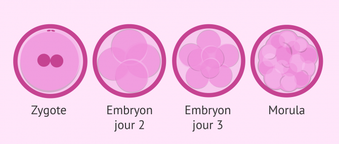 Imagen: première étapes de l'embryon