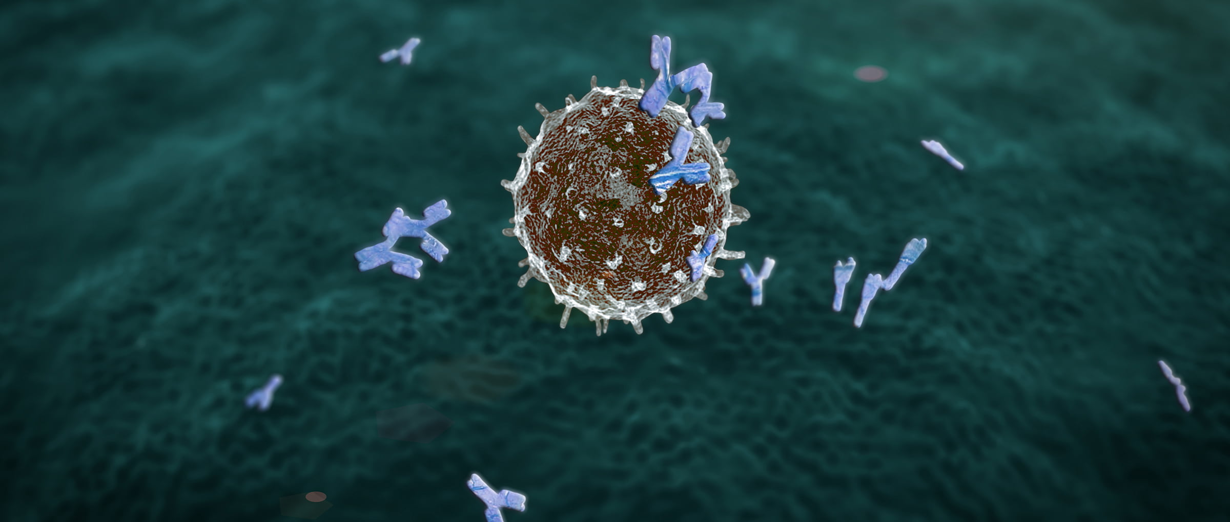 Production d'auto-anticorps dans les maladies auto-immunes