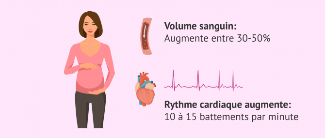 Imagen: changements cardio vasculaires et grossesse