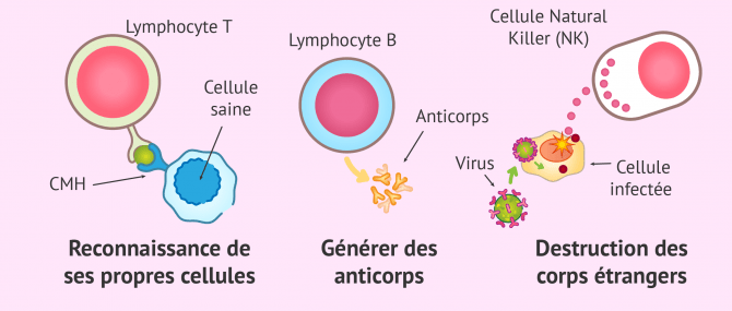 Imagen: Fonctionnement du système immunitaire